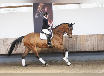 Trakehner, Wallach, 4 Jahre, 177 cm, Brauner