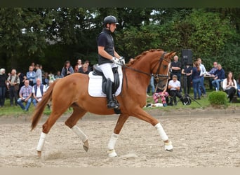 Trakehner, Wallach, 4 Jahre, Fuchs