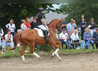 Trakehner, Wallach, 4 Jahre, Fuchs