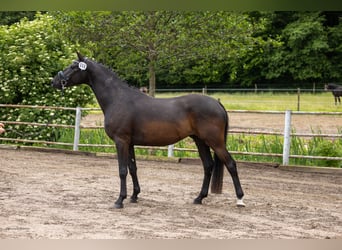 Trakehner, Wallach, 4 Jahre, Schwarzbrauner