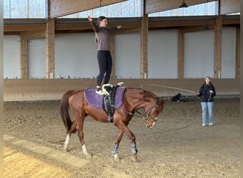 Trakehner, Wallach, 5 Jahre, 155 cm, Fuchs