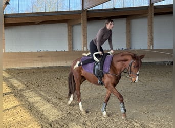 Trakehner, Wallach, 5 Jahre, 155 cm, Fuchs
