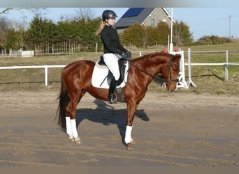 Trakehner, Wallach, 5 Jahre, 155 cm, Fuchs
