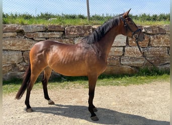 Trakehner, Wallach, 5 Jahre, 160 cm, Brauner