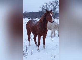 Trakehner, Wallach, 5 Jahre, 160 cm, Fuchs