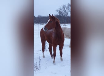 Trakehner, Wallach, 5 Jahre, 160 cm, Fuchs