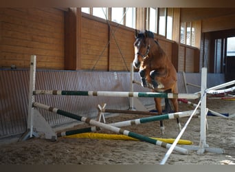 Trakehner, Wallach, 5 Jahre, 161 cm, Brauner