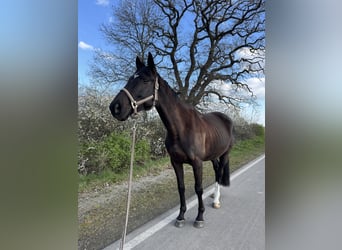 Trakehner, Wallach, 5 Jahre, 161 cm, Dunkelbrauner