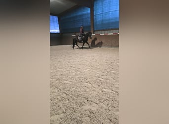 Trakehner, Wallach, 5 Jahre, 162 cm, Dunkelbrauner