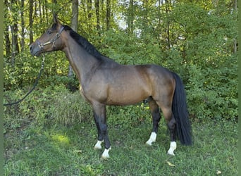Trakehner, Wallach, 5 Jahre, 163 cm, Brauner