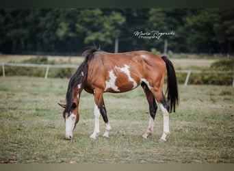 Trakehner, Wallach, 5 Jahre, 163 cm, Overo-alle-Farben