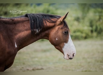 Trakehner, Wallach, 5 Jahre, 163 cm, Overo-alle-Farben