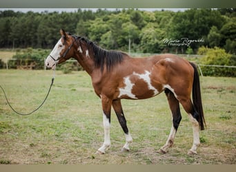 Trakehner, Wallach, 5 Jahre, 163 cm, Overo-alle-Farben