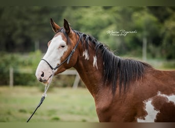 Trakehner, Wallach, 5 Jahre, 163 cm, Overo-alle-Farben