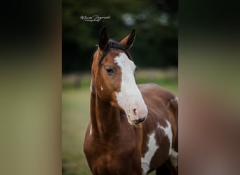 Trakehner, Wallach, 5 Jahre, 163 cm, Overo-alle-Farben