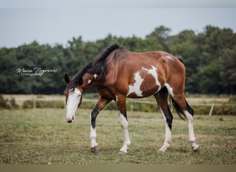 Trakehner, Wallach, 5 Jahre, 163 cm, Overo-alle-Farben