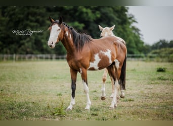 Trakehner, Wallach, 5 Jahre, 163 cm, Overo-alle-Farben
