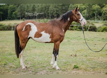Trakehner, Wallach, 5 Jahre, 163 cm, Overo-alle-Farben