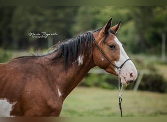 Trakehner, Wallach, 5 Jahre, 163 cm, Overo-alle-Farben