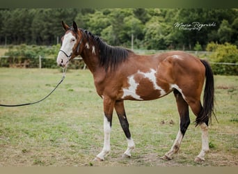 Trakehner, Wallach, 5 Jahre, 163 cm, Overo-alle-Farben