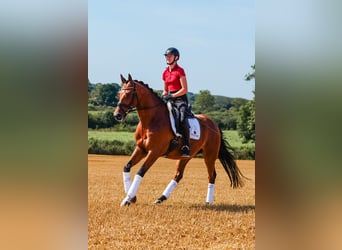 Trakehner, Wallach, 5 Jahre, 164 cm, Brauner