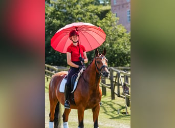 Trakehner, Wallach, 5 Jahre, 164 cm, Brauner