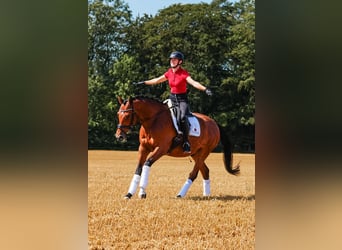 Trakehner, Wallach, 5 Jahre, 164 cm, Brauner