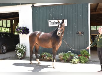Trakehner, Wallach, 5 Jahre, 164 cm, Dunkelbrauner