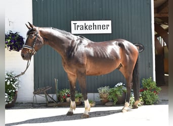 Trakehner, Wallach, 5 Jahre, 164 cm, Dunkelbrauner