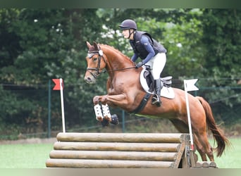 Trakehner, Wallach, 5 Jahre, 164 cm, Fuchs
