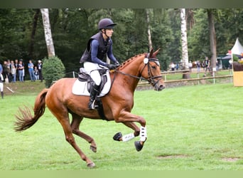 Trakehner, Wallach, 5 Jahre, 164 cm, Fuchs