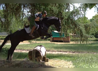 Trakehner, Wallach, 5 Jahre, 164 cm, Rappe