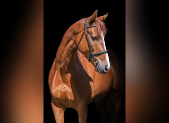 Trakehner, Wallach, 5 Jahre, 164 cm, Rotfuchs