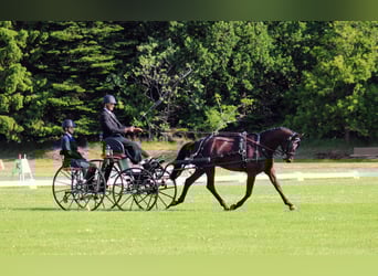 Trakehner, Wallach, 5 Jahre, 165 cm, Brauner