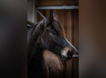 Trakehner, Wallach, 5 Jahre, 165 cm, Dunkelbrauner