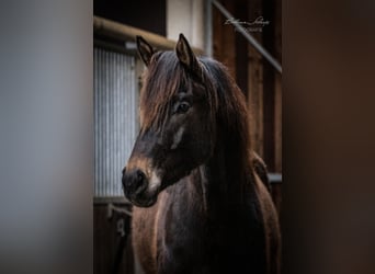 Trakehner, Wallach, 5 Jahre, 165 cm, Dunkelbrauner