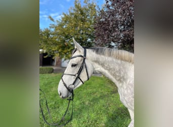 Trakehner, Wallach, 5 Jahre, 165 cm, Schimmel