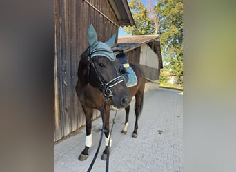 Trakehner, Wallach, 5 Jahre, 165 cm, Schwarzbrauner