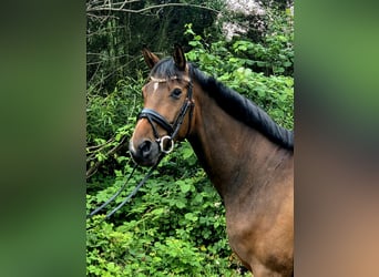Trakehner, Wallach, 5 Jahre, 166 cm, Brauner
