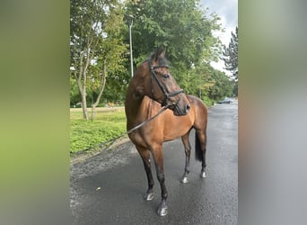 Trakehner, Wallach, 5 Jahre, 166 cm, Dunkelbrauner