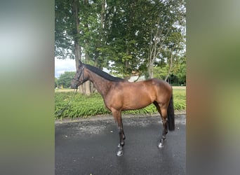 Trakehner, Wallach, 5 Jahre, 166 cm, Dunkelbrauner