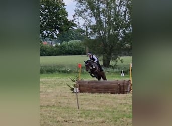 Trakehner, Wallach, 5 Jahre, 166 cm, Dunkelbrauner