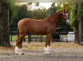 Trakehner, Wallach, 5 Jahre, 166 cm, Fuchs