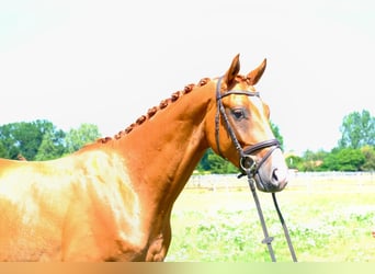 Trakehner, Wallach, 5 Jahre, 166 cm, Fuchs