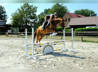 Trakehner, Wallach, 5 Jahre, 166 cm, Fuchs