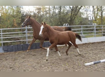 Trakehner, Wallach, 5 Jahre, 166 cm, Fuchs