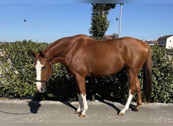 Trakehner, Wallach, 5 Jahre, 166 cm, Fuchs