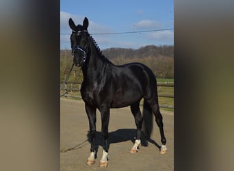 Trakehner, Wallach, 5 Jahre, 166 cm, Rappe