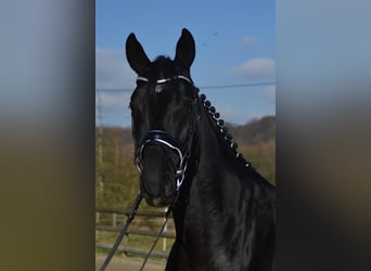 Trakehner, Wallach, 5 Jahre, 166 cm, Rappe