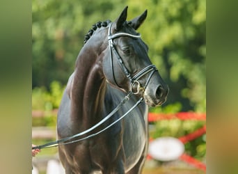 Trakehner, Wallach, 5 Jahre, 166 cm, Schwarzbrauner